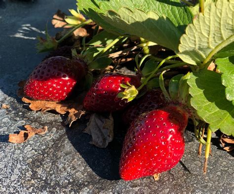 Bare Root Strawberry Plants For Sale Now Parkesdale Farm Market Blog