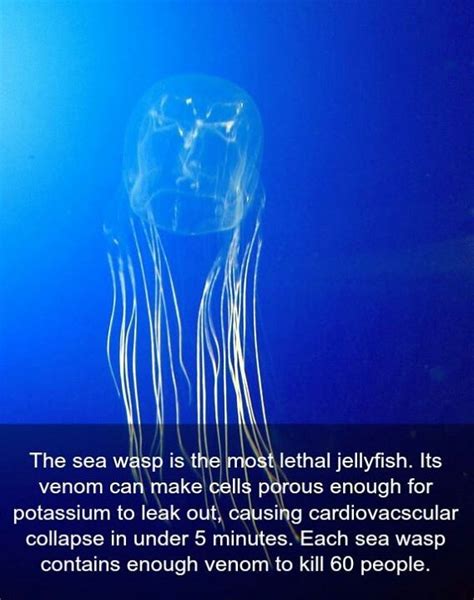 61 Best Images About Ocean Life On Pinterest Deep Sea