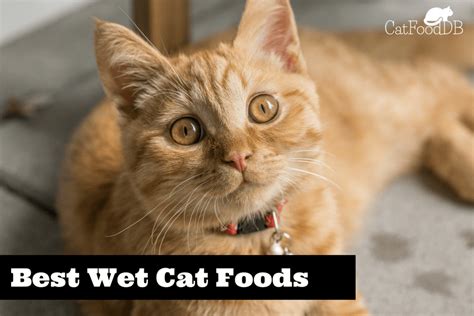 Some allergic diseases and allergies in cats include feline atopic dermatitis, flea allergy dermatitis. Best Wet Cat Food | Cat food, Cat allergies, Cat care
