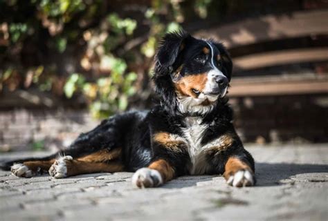Surprising Bernese Mountain Dog Lifespan Facts Pawleaks