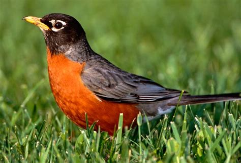 American Robin On The Grass Photo And Wallpaper All American Robin On