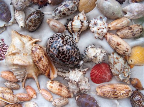 Seashell Identification For Kids