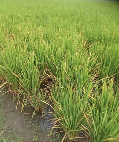 Ludhiana Growers Stung Again High Temperature Leaves Paddy Yellow