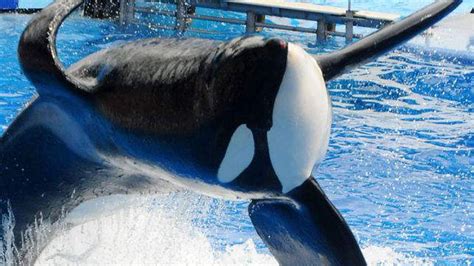 After Stock Plummet Seaworld Promises Bigger Enclosures For Killer Whales