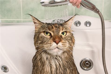 Do Cats Need Baths Trusted Since