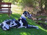 Photos of Great Dane Beds For Dogs