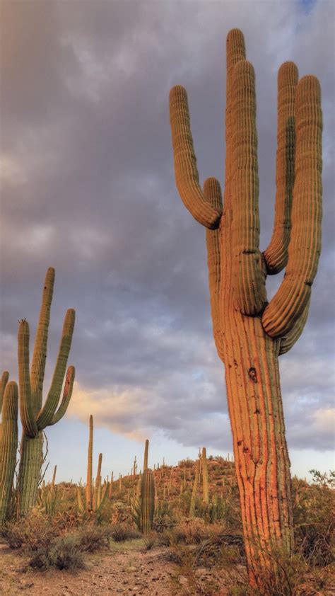 Saguaro Giant Cacti Carnegiea Gigantea Saguaro National Park Tucson
