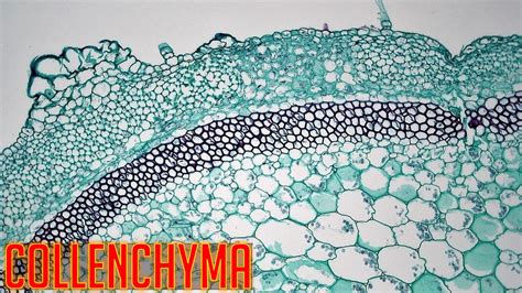 Collenchyma Tissue Characteristics Types And Functions Free Biology