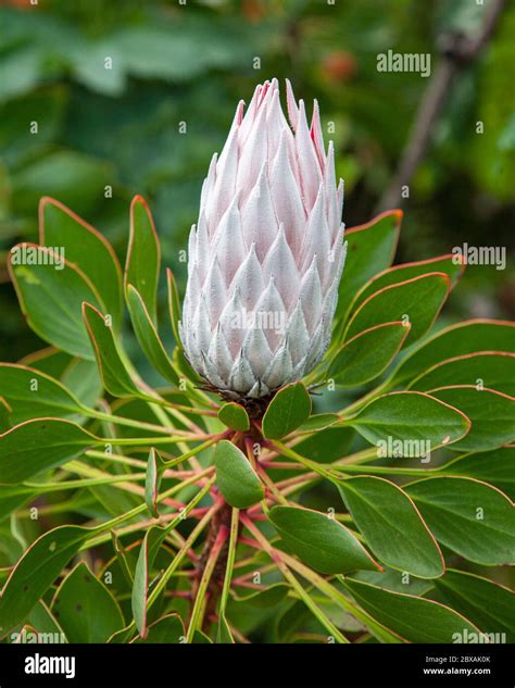 King Protea At The Bud Stage The National Flower Of South Africa Stock