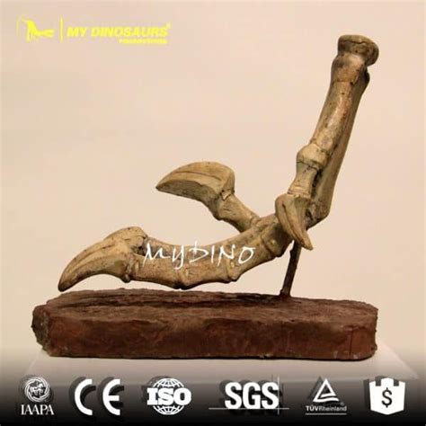 Museum Replica Original Size Velociraptor Claw For Sale Velociraptor