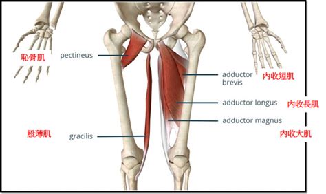 【從肌礎作起ii】勞苦功高卻不起眼的內收肌群 網誌 運動筆記