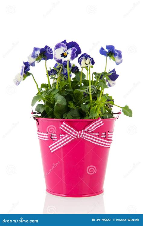 Blue Pansy Flowers In Pink Pot Stock Image Image Of Pink Flowers