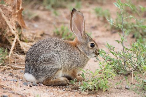 Desert Cottontail Rabbit Animal Sake