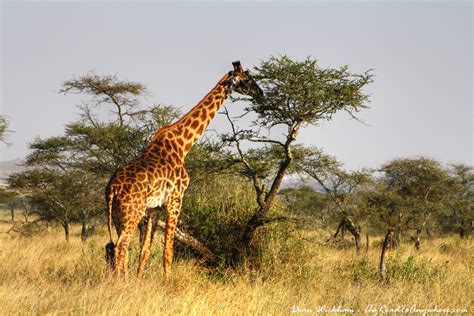Giraffe Eating From A Tree In Serengeti National Park Tanzania