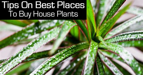 Read on to find out how to choose the perfect planter for your plant. Where To Buy House Plants: Tips On What To Look For!