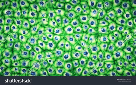 10151 Human Cell Under Microscope Images Stock Photos And Vectors