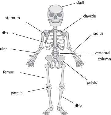 Anatomy Clipart Anatomy The Skeletal System Cartoon Sketon Labeled Clipart