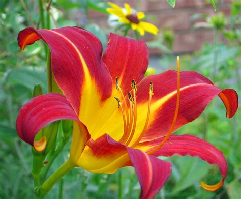 Day Lily Day Lilies Flower Photos Plants