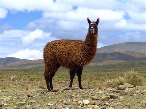 Llama | Wild Life World