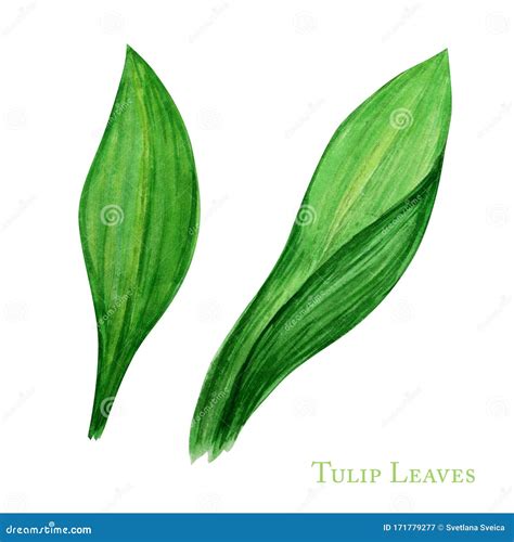 Green Tulip Leaf Set Hand Drawn Watercolor Botanical Illustration