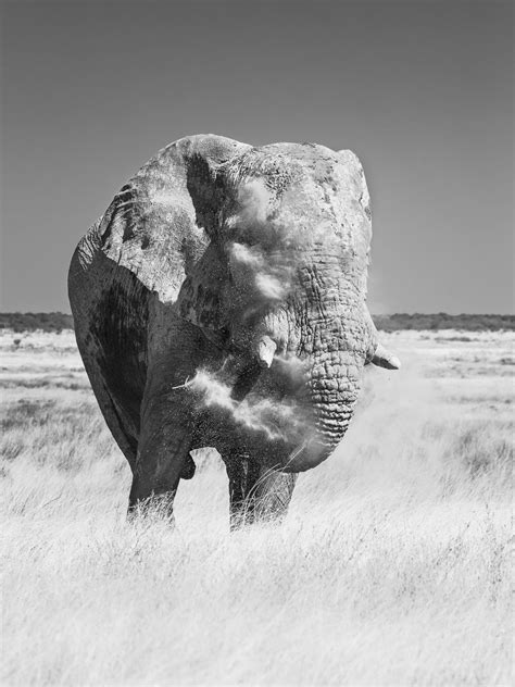 African Elephant Bull Dusting Bandw Elephant Photography Prints