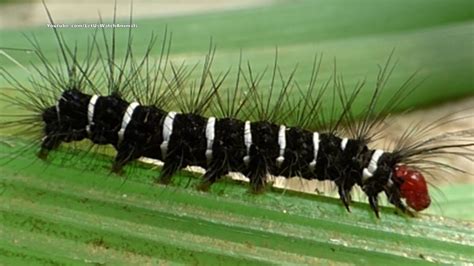 Black Hairy Caterpillar With White Stripes Youtube