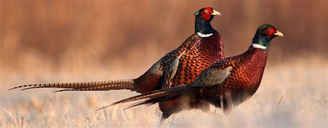Pheasants 29 Breeds And Where They Can Be Found In The World