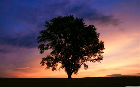 Tree Silhouette Wallpapers Wallpaper Cave