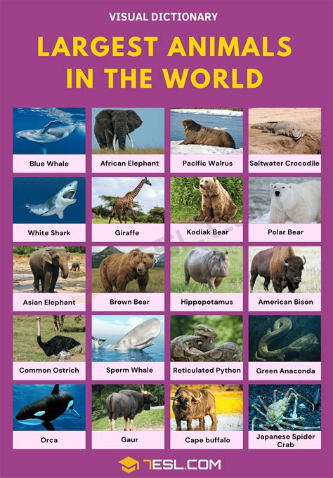 Largest Animals Ever Chart