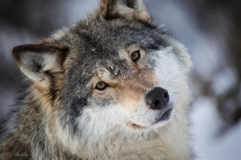 Cute Grey Wolf 369043 Hd Wallpaper And Backgrounds Download