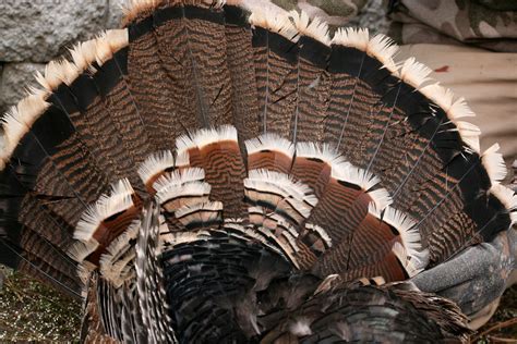 25 Turkey Facts To Gobble Up Naturally North Idaho