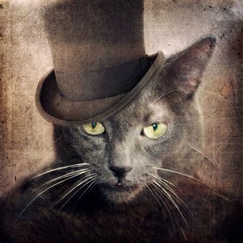 Russian Blue Cat Gray Cat Animal Photography Art By