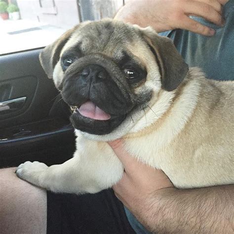See more ideas about pug puppies, puppies, pugs. Call me Snooki because, "I'm going to the Jersey Shore b ...