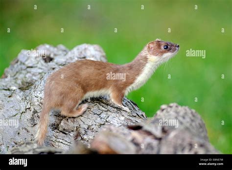 Ermine Stoat Short Tailed Weasel Mustela Erminea On A Log Germany