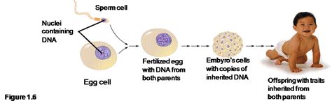 In other words, it's a fertilized egg, with the potential to develop into a living organism. Foundations of Biology