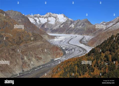 Autumn Scene In Switzerland Golden Larch Forest Aletsch Glacier And