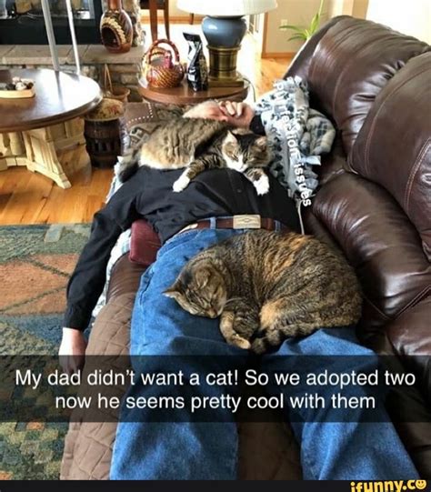 My Dad Didnt Want A Cat So We Adopted Two Now He Seems Pretty Cool With Them Ifunny