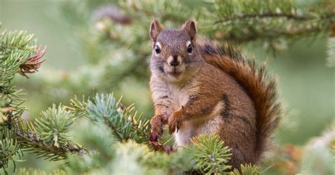 Pine Squirrels Animals Interesting Facts And Latest Pictures Animals
