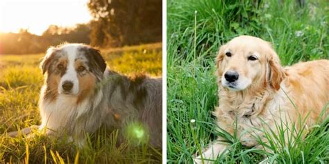 Meet The Australian Shepherd Golden Retriever Mix My Dogs Name