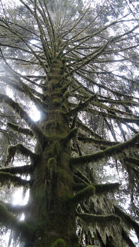Seymour Old Growth Hike Ubc Ancient Forest Committee A Return To The