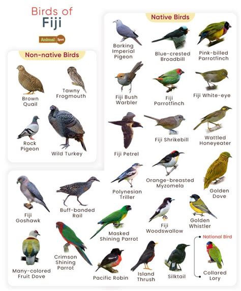 List Of Birds Found In Fiji With Pictures