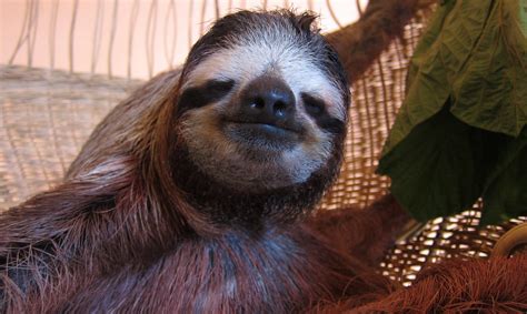 ‘meet The Sloths Debuts On Animal Planet The New York Times