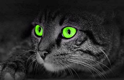 Gritty eyes can make your eyes feel scratchy, rough and irritated— almost as if a piece of sand is stuck in your eye. ~ Animal Rescue… "Feline Science: Do Cats Have Night ...