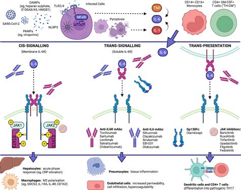 Frontiers Immunotherapy Of Covid 19 Inside And Beyond Il 6 Signalling