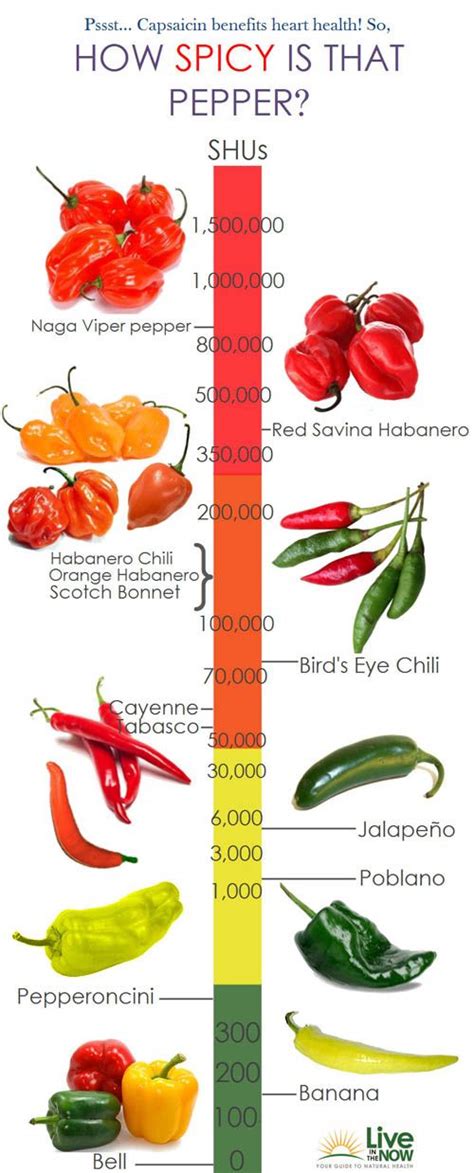 Varieties Of Peppers With Pictures Understanding Chilli Pepper