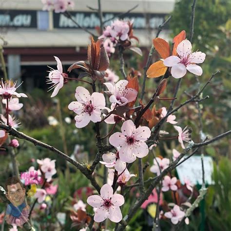 Prunus Cerasifera ‘nigra 16 Pot Hello Hello Plants And Garden Supplies