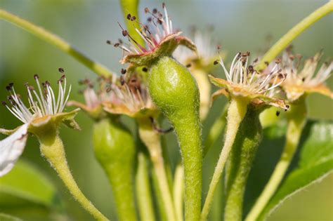Buds reddish brown, ovoid,.16 to.4 inch, apex. Pear Buds Free Stock Photo - Public Domain Pictures