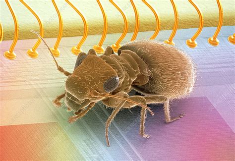 Millennium Bug Stock Image T4680039 Science Photo Library