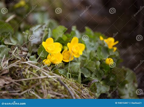Beautiful Yellow Kingcup Flowers On A Natural Background In Spring
