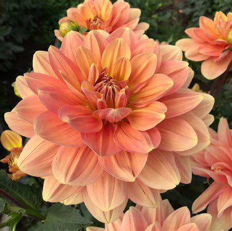 My Forever | Amazing flowers, Growing dahlias, Unique flowers